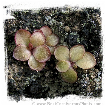 Pinguicula mirandae {south of Tehuacan, Oaxaca, Mexico} / 2+ plants